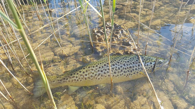 One_of_Larry_McCarthys_Corrib_Browns.jpg