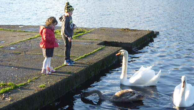 Swans_on_Lough_Lannagh.JPG