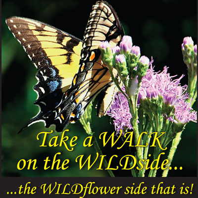 Wildflower-walksFB-square-image_1.jpg