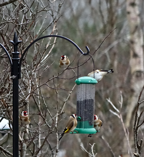 birdfeeder-DSC03854.jpg