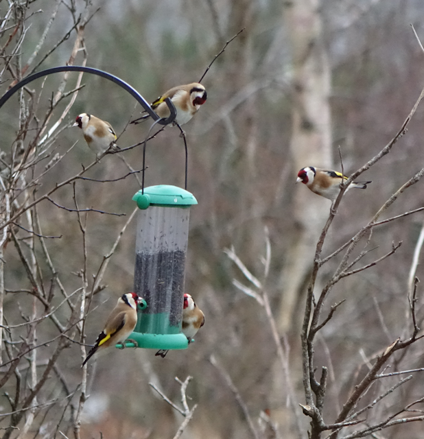 birdfeeder-DSC03856.jpg