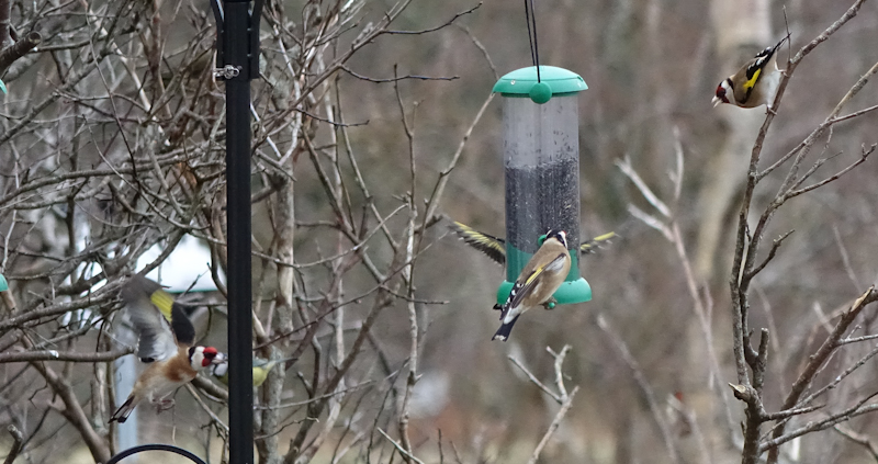 birdfeeder-DSC03857.jpg