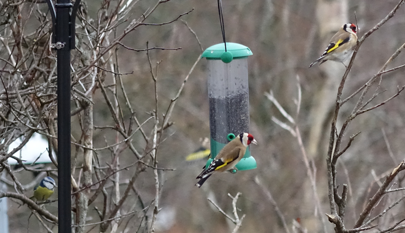 birdfeeder-DSC03858.jpg