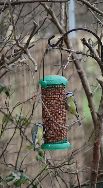 birdfeeder-DSC03861.jpg