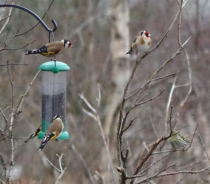 birdfeeder-DSC03865.jpg