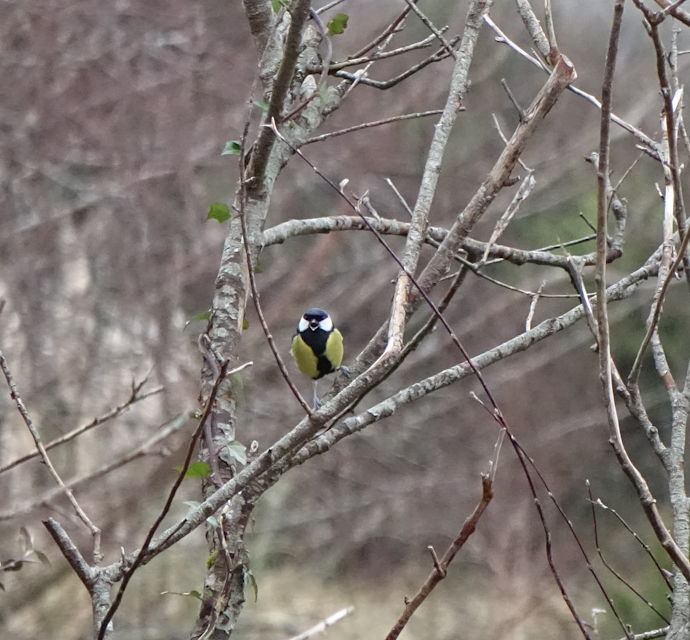 birdfeeder-DSC03869.jpg