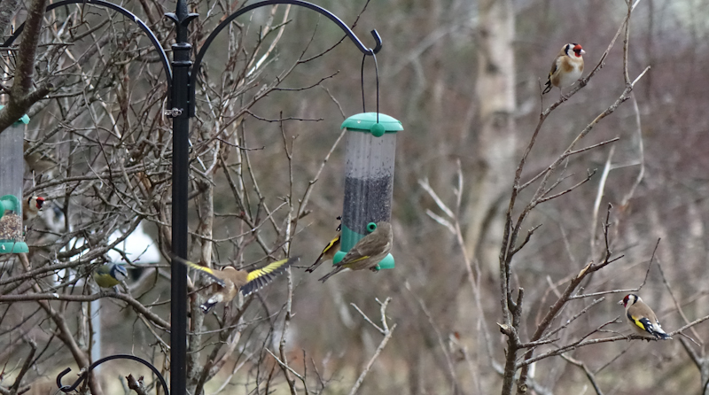 birdfeeder-DSC03870.jpg