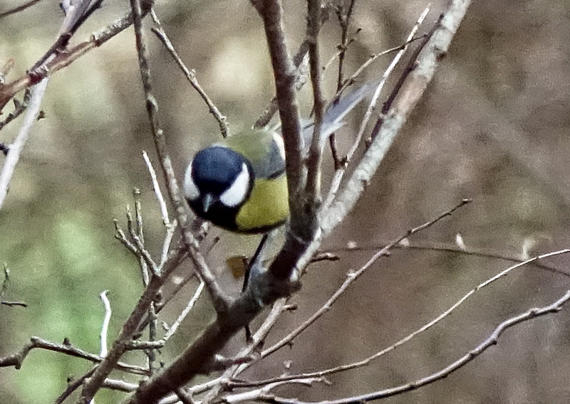 birdfeeder-DSC03878.jpg