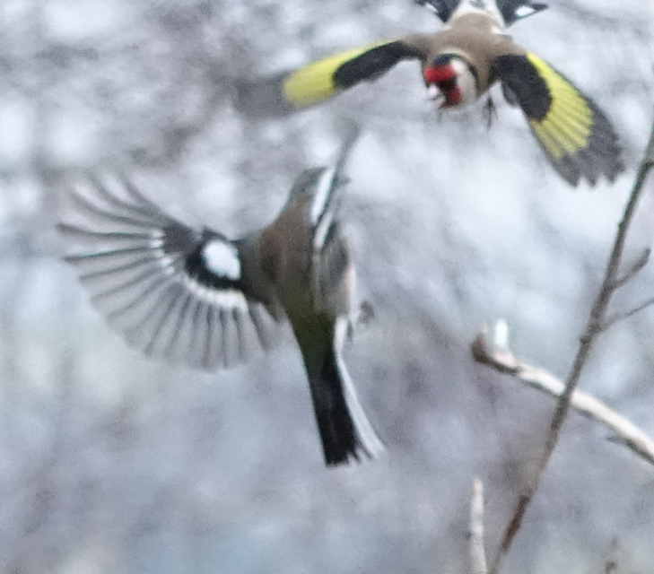 birdfeeder-DSC03881.jpg