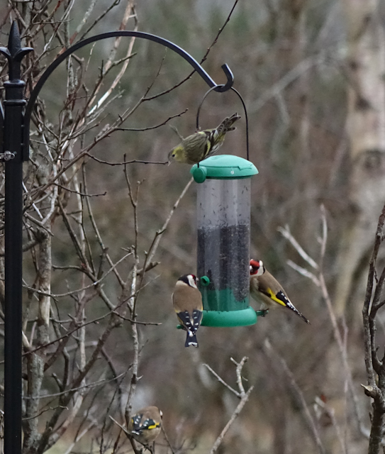 birdfeeder-DSC03884.jpg