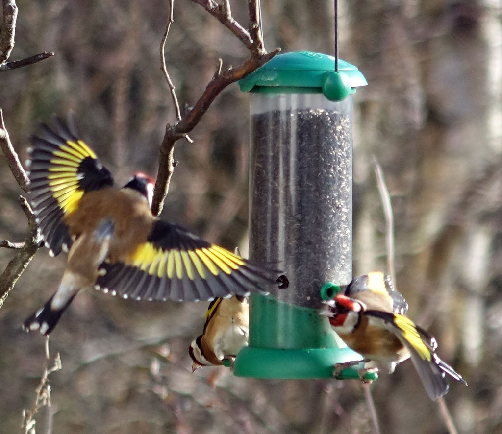 goldfinches-1024-DSC06673.jpg