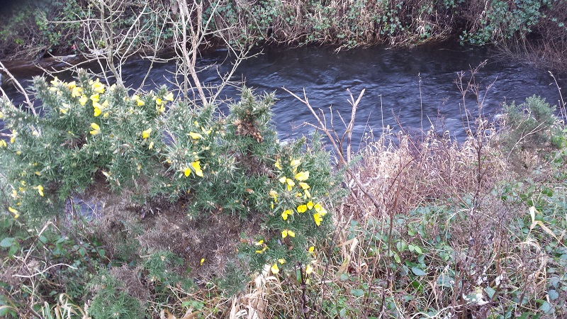 rivergorse2.jpg