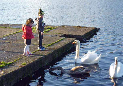 swansandchildren.JPG