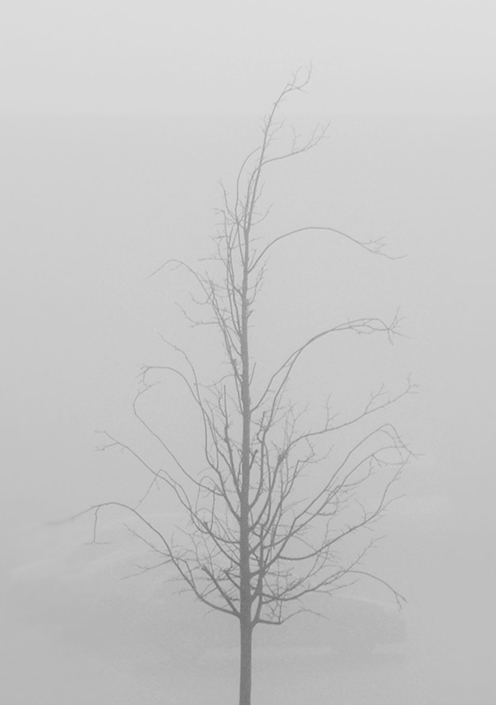 tree.jpg