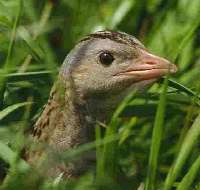 Corncrake