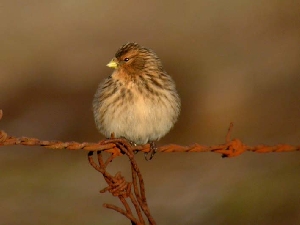 Twite