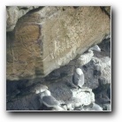 [Click to enlarge image]