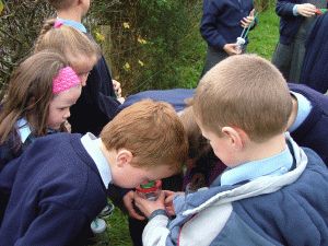 Looking closely at the insects