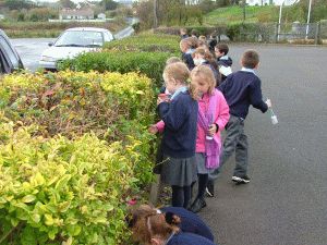 Searching the hedge for insects