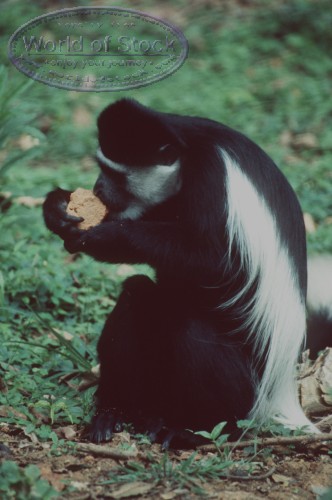 Monkey Eating Soil