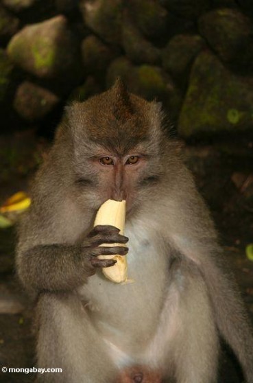 Monkey Eating Banana