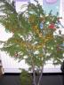 thm_TREE1.jpg