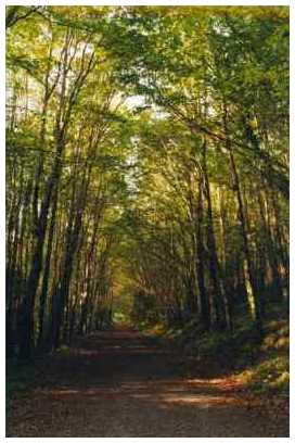 Tree-lined walk in the grounds of Moore Hall