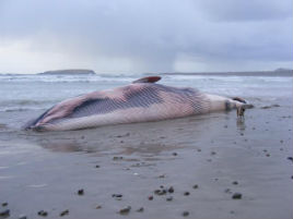 Bernard Kennedy has a sad photo of the Fin Whale beached at Keel. Click on photo to view his ever-expanding gallery of Mayo Images.