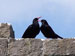 Mayo Birdwatch Choughs by Lorraine Shelly