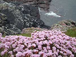 Some great photos taken by Mary Blackshire while home on holidays to Castlebar in May 2008