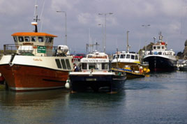 Frank Cawley visited Cape Clear Island with his camera. Click on photo for his usual witty account of his trip.