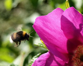 Bees are in jeopardy worldwide - Kevin McNally has captured some mid-air busy bees during their daily hummmm-drum activity... Click photo for some photos at high speed shutter action.