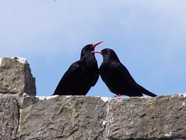 Lorraine Shelley's excellent photo of a pair of Choughs is featured on the Mayo Birdwatch website. Click photo to check out the latest reports including the 2008 survey of corncrake numbers in the West. 