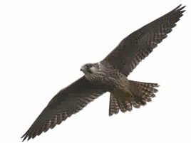 A juvenile peregrine falcon photographed over the partry mountains by Michael Casey. Click on photo for more from the Mayo Branch of Birdwatch Ireland.