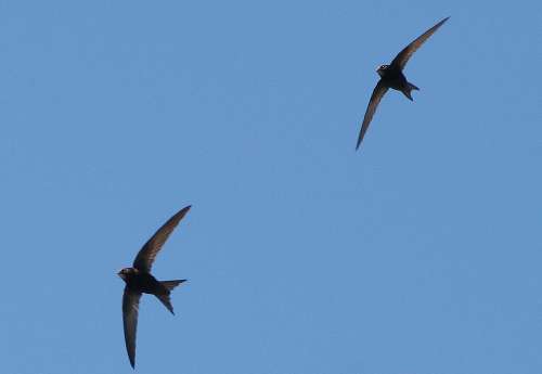 Most of our Swifts are now leaving. Click for more from Mayo Birdwatch. 