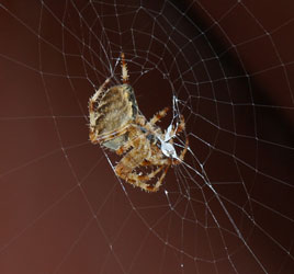 Dalemedia captured this spider doing some running repairs to her web. Click on photo for a real world wide Web experience.