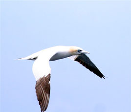 A Gannet photographed by Jon Freestone of Mayo Birdwatch. Watch out for unusual American birds carried here by hurricane tailwinds. Click photo for more from Mayo Birdwatch.