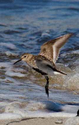 Dunlin photo taken by Kevin Murphy. Click on photo for more from the Mayo branch of BirdWatch Ireland.