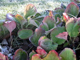 Winter frosts are rare in Castlebar especially in recent years. Click on photo for some more frost-trimmed flowers.
