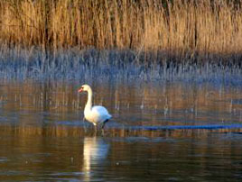 This poor Mute Swan was left standing on the ice. G Barry has some subzero photos from Lough Lannagh yesterday morning. Click for more.