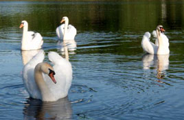 Some cool swans for a hot day in Castlebar. Click on photo for more of that Summer feeling.