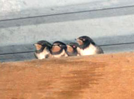 Photos of young swallows in a barn - check out new additions to the gallery owned by Chris. Click on photo for more.