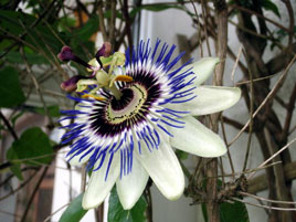 At the height of summer - some spectacular flowers in bloom - passion flowers being especially exotic looking blooms. Click on photo for more from Castlebar floral dept.