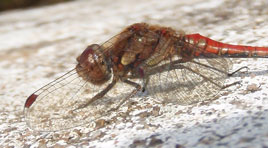 A contributor has uploaded a sequence of photos of a beautiful damselfly seen on a wall near Newport. Click on photo for more.