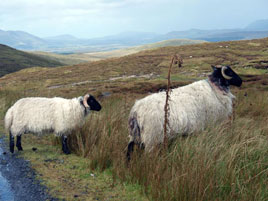 Fancy walking on the wilder, wetter, side of County Mayo? Click on photo for some photos taken this week in Mayo.