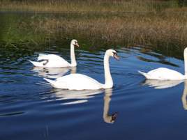 The Swans are back on Lough Lannagh! Check out the photographs from Pat Griffin taken last week.