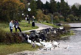 Feeding the Swans. Jack Loftus continues his longtime documentation of ever-changing Castlebar with photos from August and September 2009. Click on photo for more.