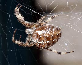 Returning again - after an absence - Dalemedia has some web-friendly photos of arachnids in the garden - Garden Spiders in other words. Click photo to spin out the web metaphor.