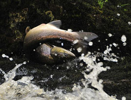 A salmon in mid air as it attempts to ascend the Carrowkeel Waterfall. Click on photo for lots more spectacular shots of this annual event captured by Alison Laredo.