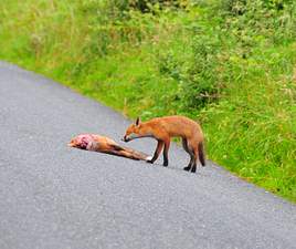 Alison Laredo has a very remarkable series of photos taken on the road to the Windy Gap outside Castlebar. Click on photo to view this incredibly evocative wildlife sequence.